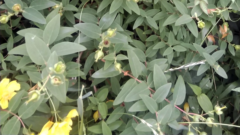 キンシバイの花と果実 横浜市旭区今宿南町