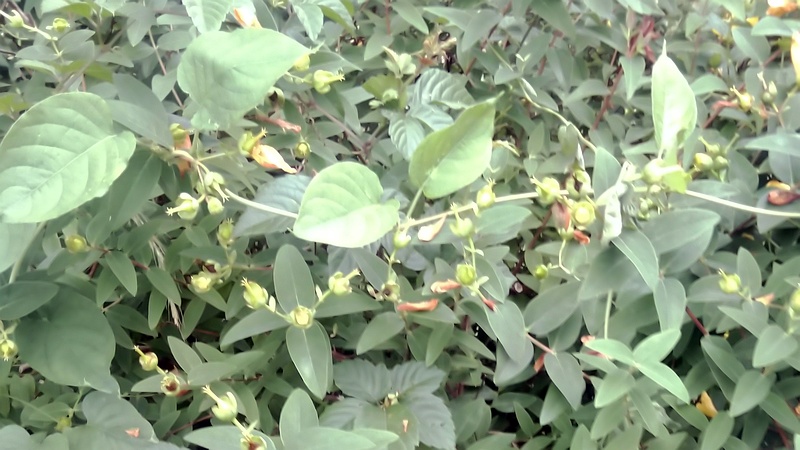 キンシバイの果実 横浜市旭区今宿南町