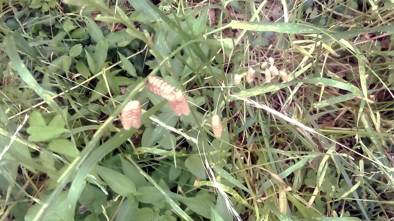 コバンソウ 横浜市旭区今宿南町