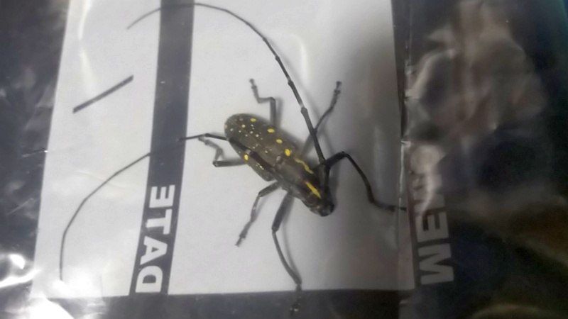 キボシカミキリ 横浜市旭区今宿南町