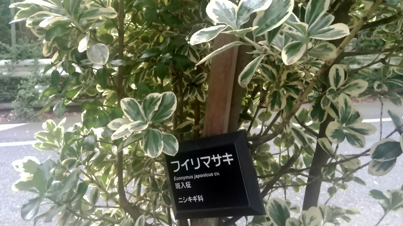 フイリマサキ 東京都大田区平和島公園