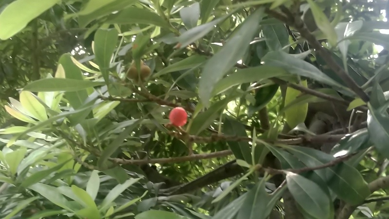 ヤマモモの果実 東京都大田区平和島公園