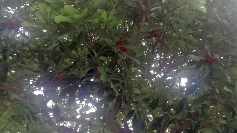 ヤマモモの果実 東京都大田区平和島公園