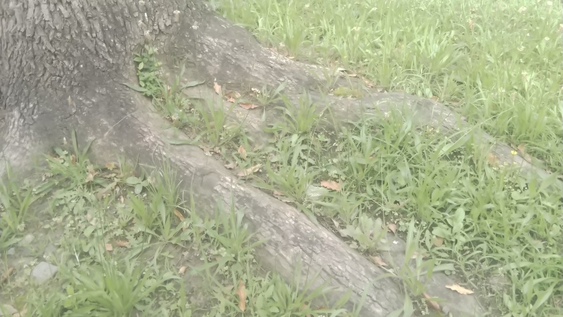 クスノキの根方の雑草 東京都大田区平和島公園