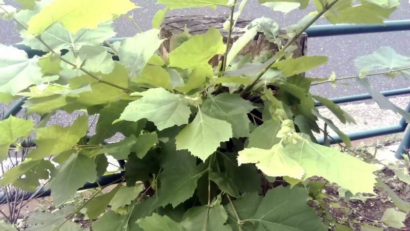 アオギリの切株 東京都大田区平和島