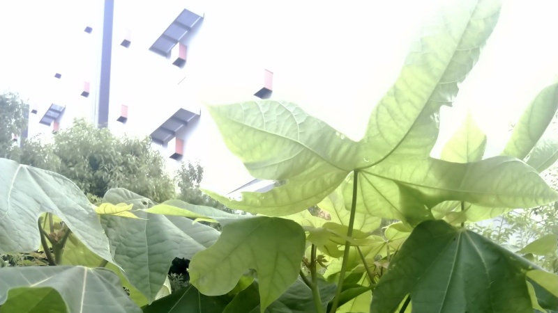 アオギリの葉 東京都大田区大和大橋