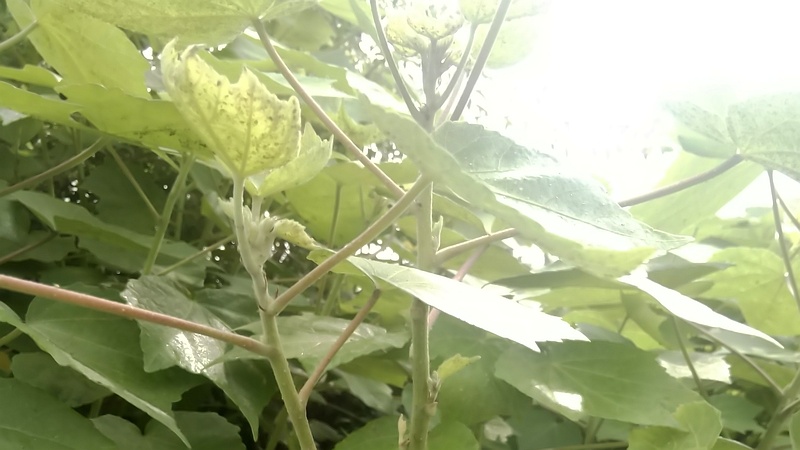 フヨウの葉 東京都大田区大和大橋