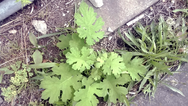 タケニグサ 東京都大田区大和大橋