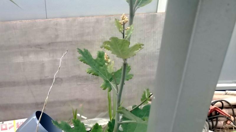 タケニグサの蕾 東京都大田区大和大橋