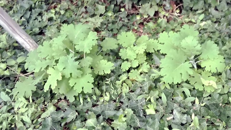 タケニグサ 東京都大田区大和大橋