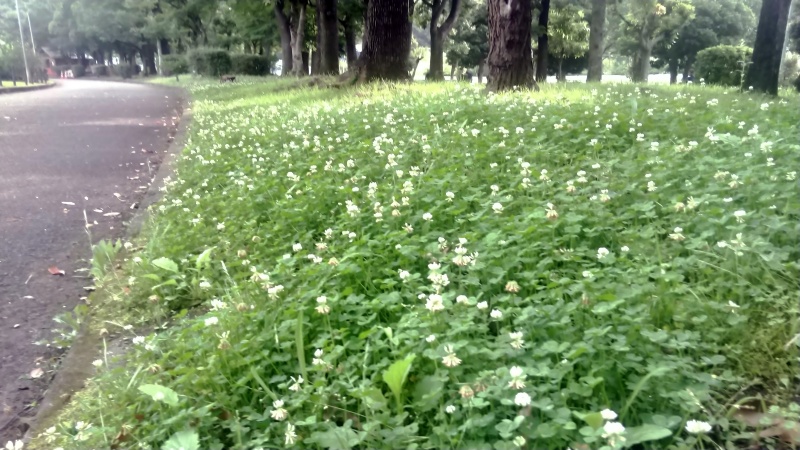 遊歩道沿いのシロツメクサの花 東京都大田区平和島公園