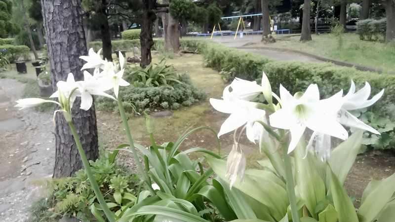 アフリカハマユウの花 東京都大田区平和島公園