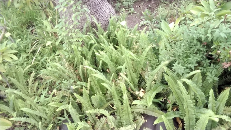 タマシダ 東京都大田区平和島公園