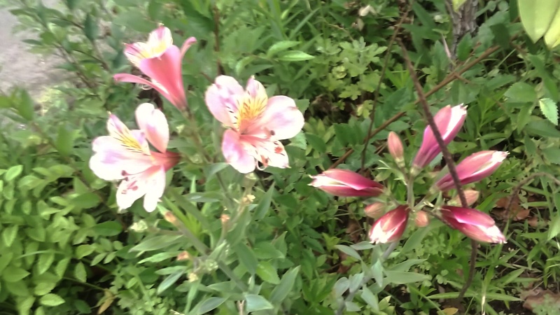 ユリズイセン 東京都大田区平和島公園