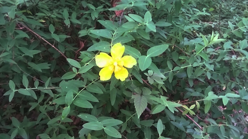 キンシバイの花 東京都大田区平和の森公園