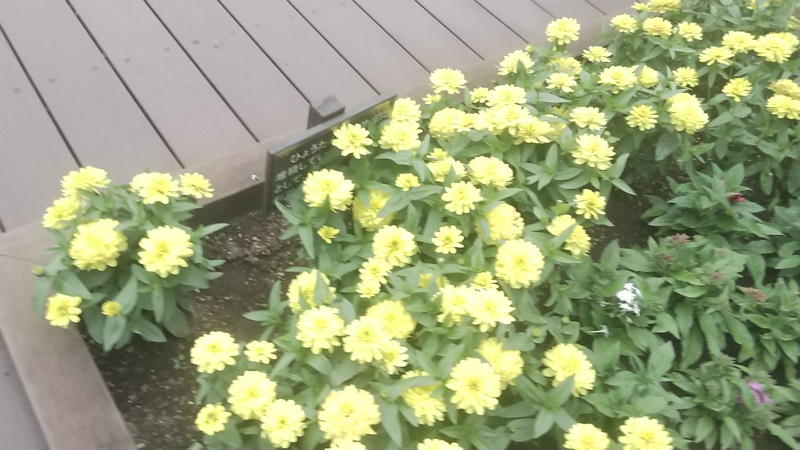 ヒャクニチソウ 東京都大田区平和の森公園