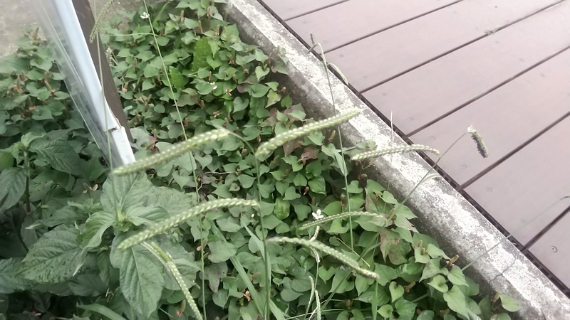 オヒシバ 東京都大田区平和の森公園