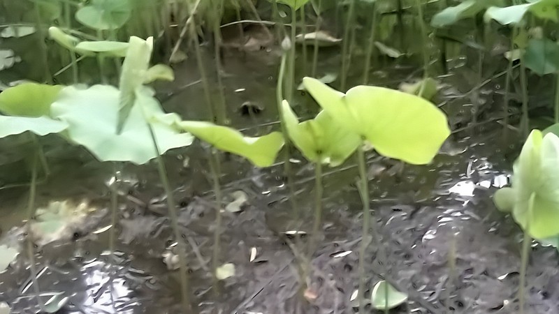 ハスの花芽 東京都大田区平和の森公園