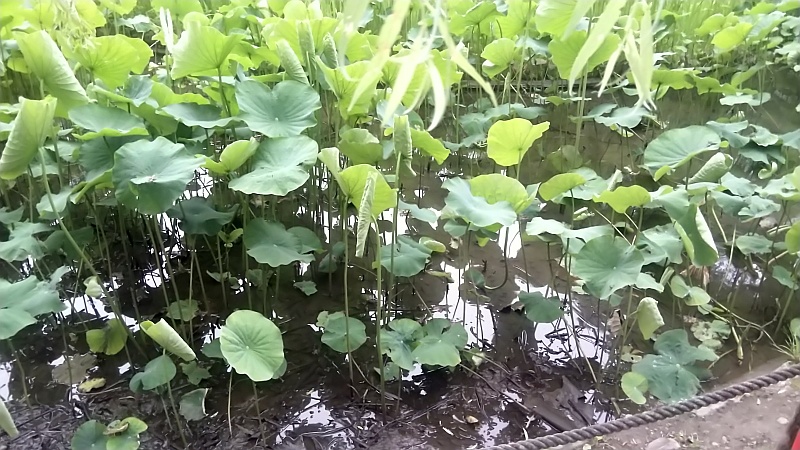 蓮池 東京都大田区平和の森公園