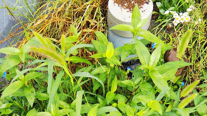 エノコログサ、ツユクサ、ヒメジョオン 横浜市旭区中希望が丘