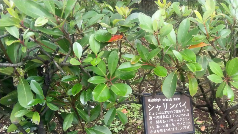 シャリンバイの名札 東京都大田区平和島公園