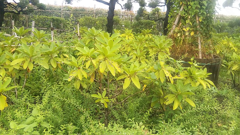 ユキヤナギとシャクナゲの葉 東京都大田区平和島公園