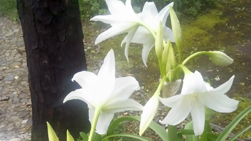 アフリカハマユウの花 東京都大田区平和島公園