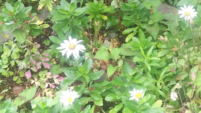 ハマギク 東京都大田区平和島公園