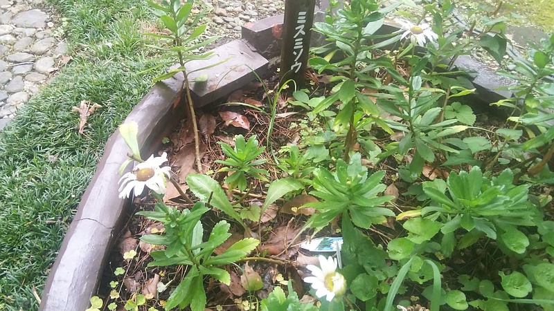 ハマギク 東京都大田区平和島公園