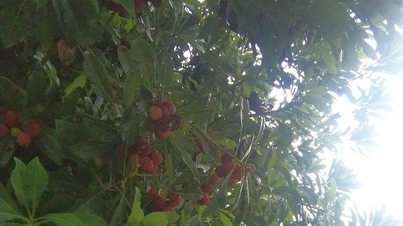 ヤマモモの果実 東京都大田区平和島