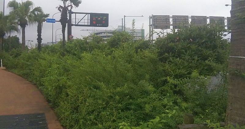 ユキヤナギ 東京都大田区大和大橋