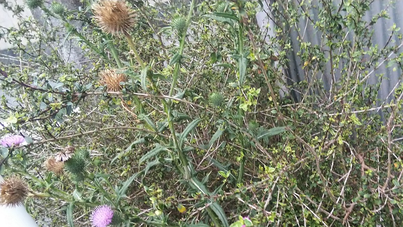 アメリカオニアザミ 東京都大田区大森本町