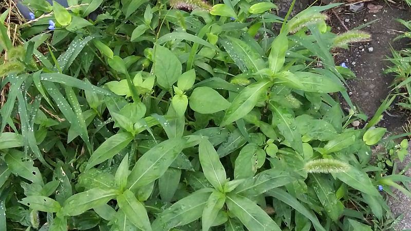 ツユクサとエノコログサ 横浜市旭区中希望が丘