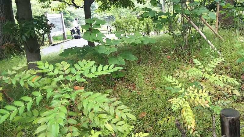 ヒイラギナンテン 東京都大田区平和の森公園