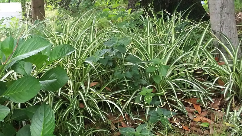 アジサイとフイリカンスゲ 東京都大田区平和の森公園