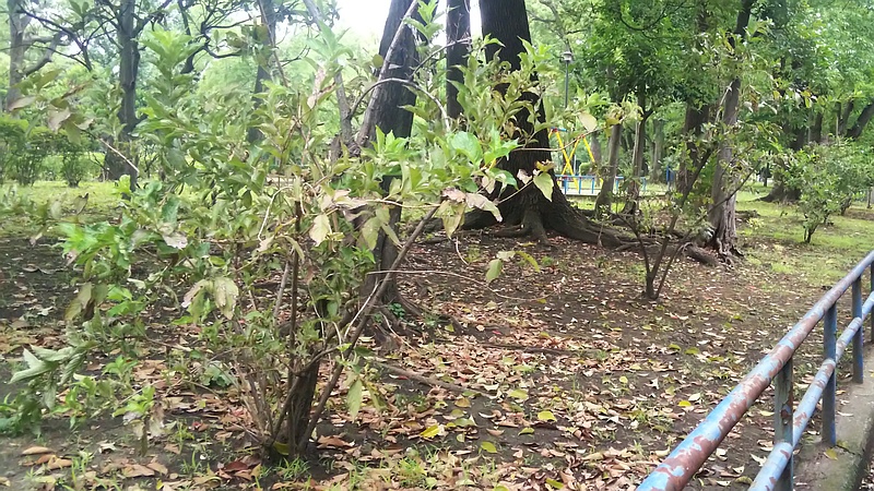 ハコネウツギ 東京都大田区平和島公園