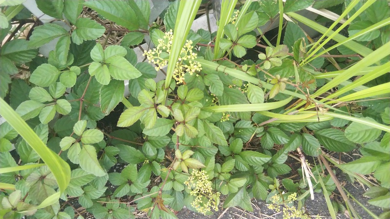 ヤブガラシ 東京都大田区大和大橋