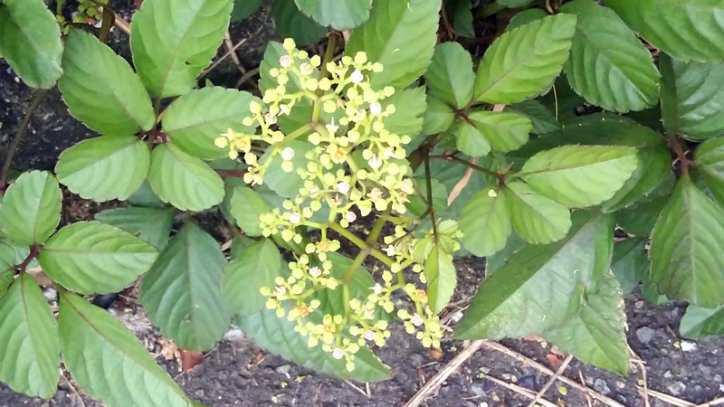 ヤブガラシ 東京都大田区大和大橋