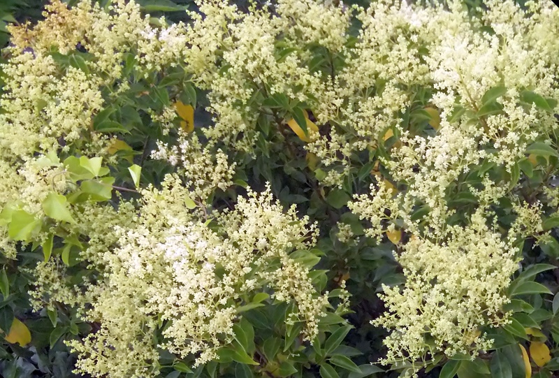 トウネズミモチの花 東京都大田区平和島公園