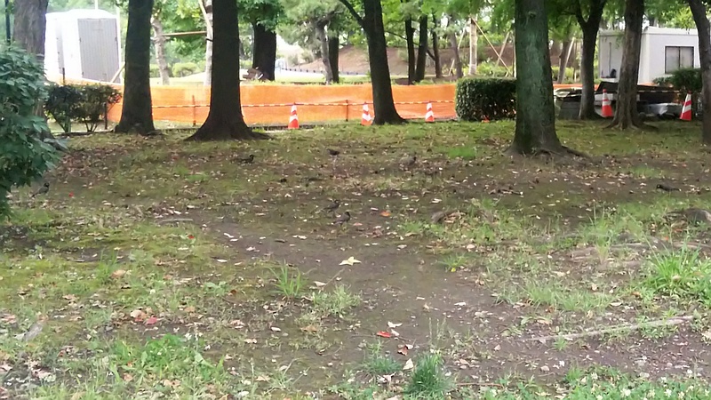 ムクドリ 東京都大田区平和島公園