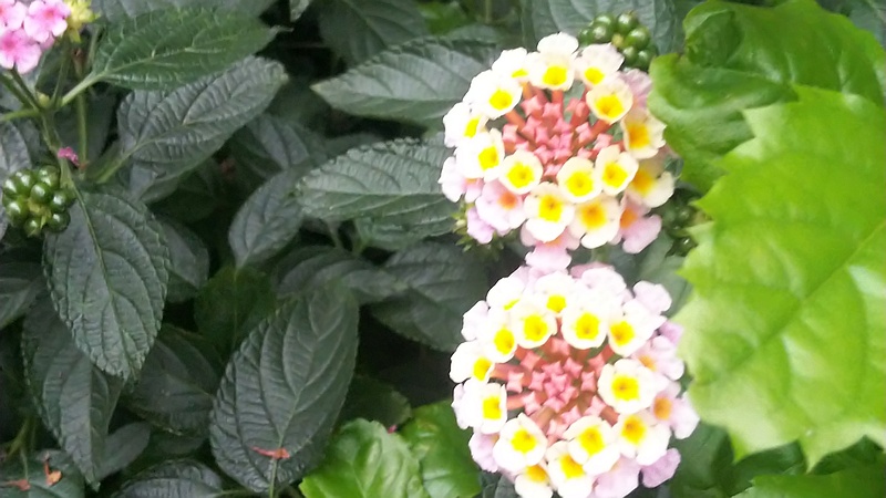 ランタナ 東京都大田区大森本町