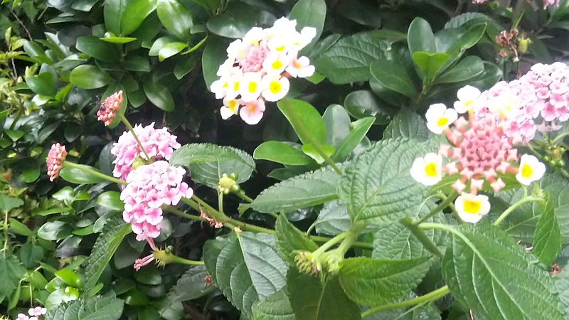 ランタナ 東京都大田区大森本町