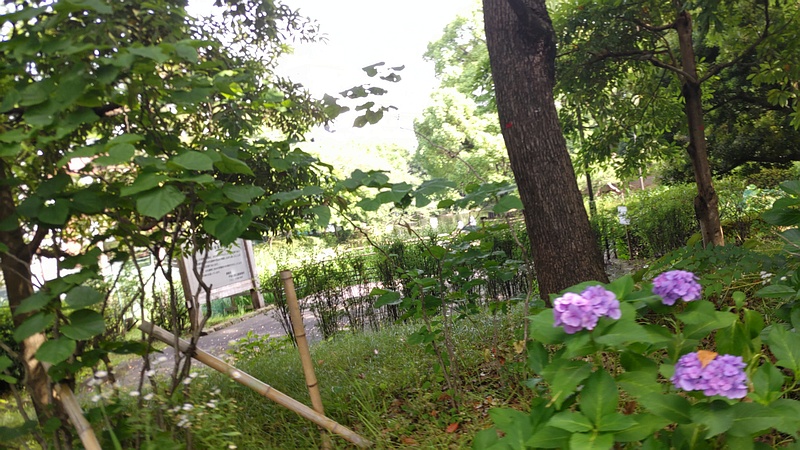 アジサイ、トサミズキ 東京都大田区平和の森公園