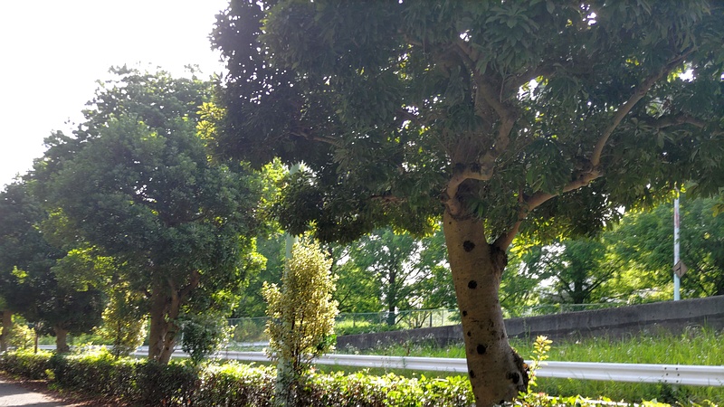 ヤマモモとフイリマサキ 東京都大田区平和島公園