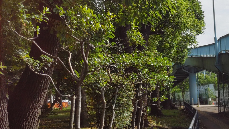 クスノキ、ネズミモチ、アベリア 東京都大田区平和島公園