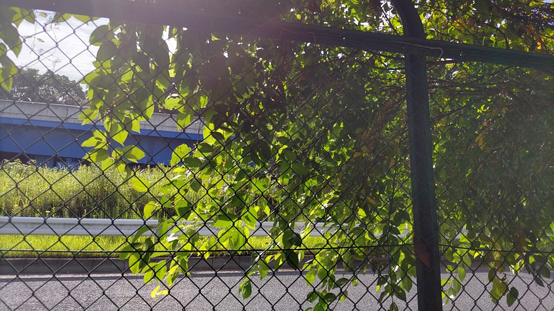 ヘクソカズラ 東京都大田区平和島公園