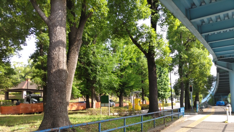 クスノキと工事現場 東京都大田区平和島公園