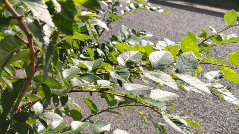 アキニレ 東京都大田区平和島公園