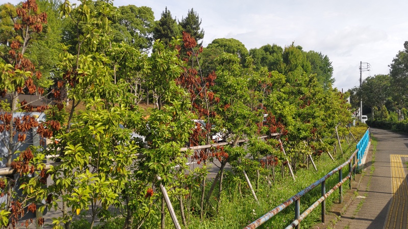 駐車場のソヨゴの生垣 東京都大田区平和島公園