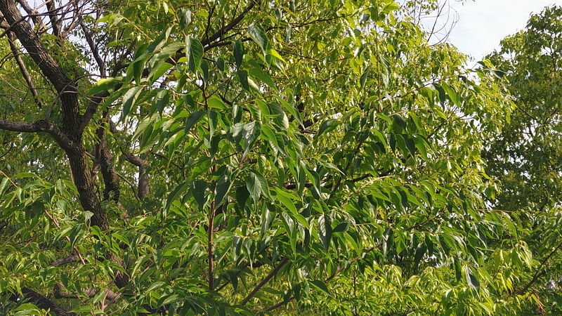 歩道橋脇のエノキ 東京都大田区平和島公園